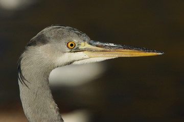 Grey Heron, Ardea cinerea