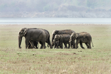 Naklejka na ściany i meble A herd of asiatic elephants in Jim Corbett