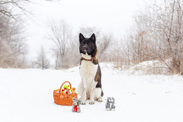 Akita dog breed sitting in the snow with toys