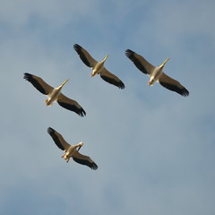 pelicans flying against the blue sky (pelecanus onocrotalus)