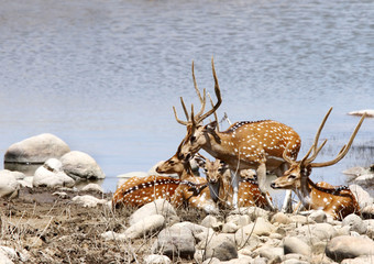 A herd of Spotted dear on the bank of river Ramganga