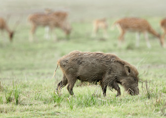 A wild boar grazing in Dhikala
