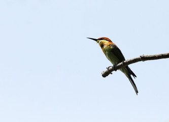 A beautiful Chestnut-headed Bee-eater perched on a branch