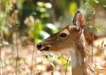 A beautiful spotted deer