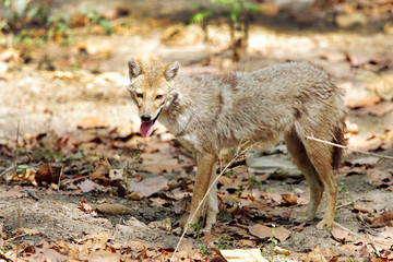 Golden Jackal standing nearby in Jim Corbett