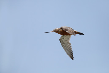 Beautiful bar-tailed Godwit in flight