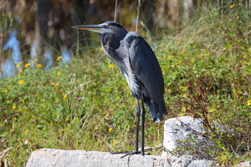 Heron on a rock