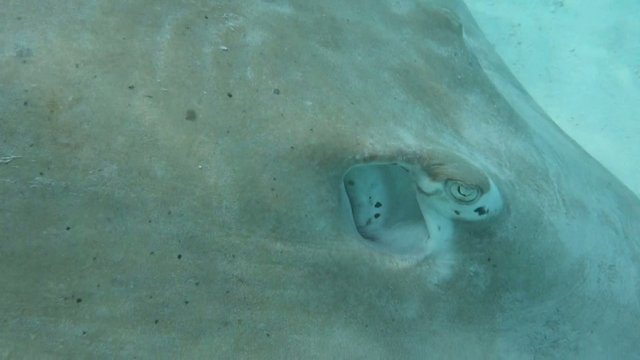 Stachelrochen-Schwarm