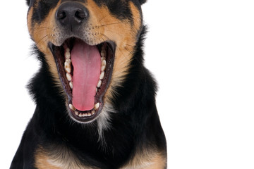 Close-up of a dog's tongue