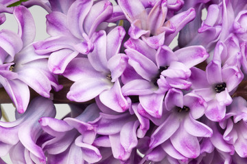 hyacinth