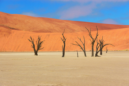Trees and landscape of Dead Vlei desert, Namibia, South Africa © Iuliia Sokolovska