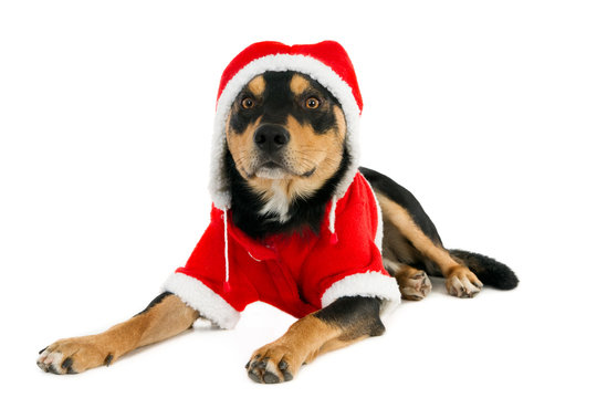 Dog in Santa outfit