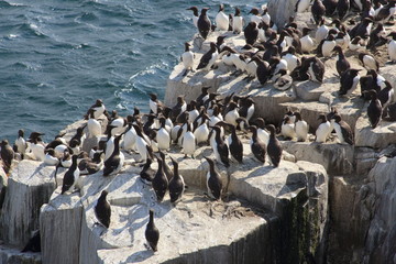 uria uccello marino scogliera isole farne scozia mare artico