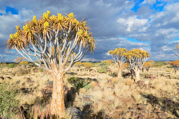 Quiver tree forest, kokerbooms in Namibia, Africa