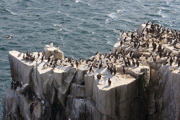 uria uccello marino isole farne scozia mare artico