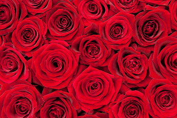 red roses