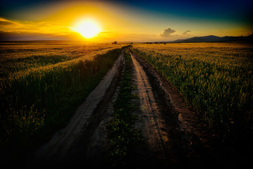 Fototapeta na wymiar landscape with fields in summer at sunset, Dobrogea, Romania