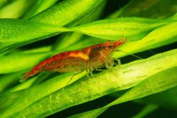 tiny cherry freshwater shrimp