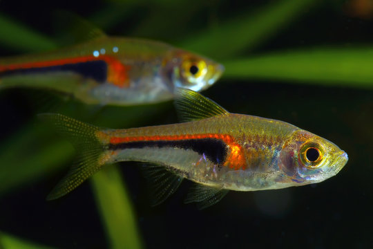 Glowlight Rasbora