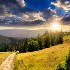 Fototapeta na wymiar tree on hillside path through meadowon hillside at sunset