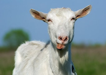 Obraz premium Goat shows tongue