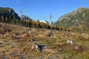 Clear cutting in Tatra Mountain, Slovakia