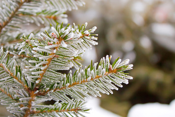 frost on spruce branch