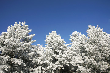 Beautiful Pine Trees  in Winter Forest Frosty Winter Day