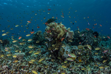Fototapeta na wymiar Colorful Fish on Reef