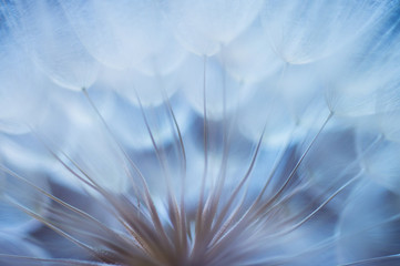 Blue abstract dandelion flower background, closeup with soft foc