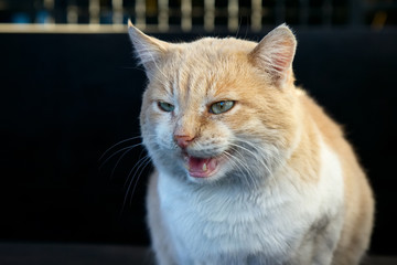 Portrait of beautiful angry ginger cat