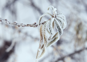 Frozen branch