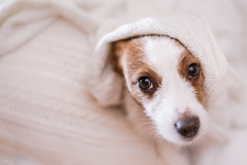 Jack Russell dog