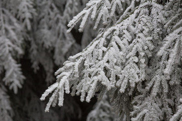 hoarfrost winter landscape