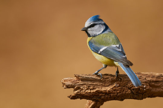 Eurasian blue tit