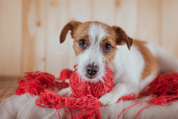 Jack Russell dog