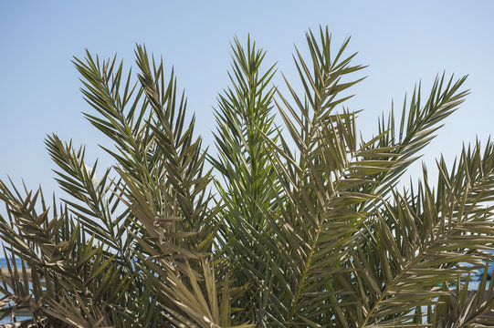 Closeup of date palm tree leaves