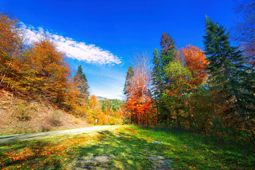 Fototapeta premium Beautiful autumn forest