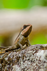 orangr spiny lizard