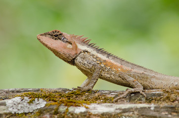 orangr spiny lizard