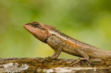 orangr spiny lizard