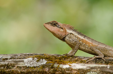 orangr spiny lizard