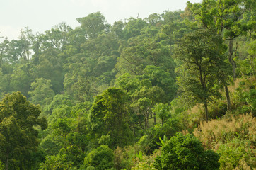 forest in thailand