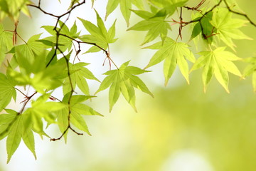 カエデの新緑