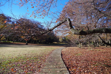 秋の砧公園