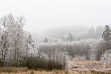 Obraz na płótnie Canvas hoarfrost winter landscape