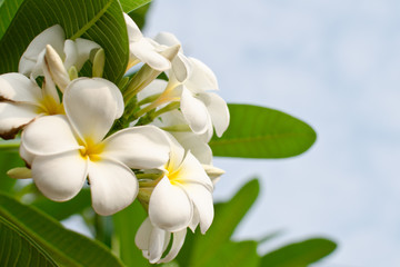 Fototapeta premium Frangipani in a garden