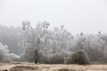 hoarfrost winter landscape