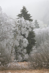 hoarfrost winter landscape