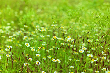 Camomile flowers on meadow